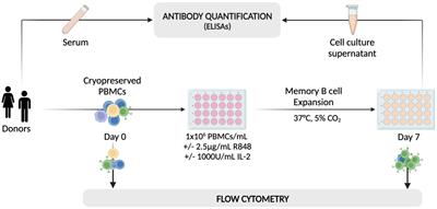 Enhanced and cross-reactive in vitro memory B cell response against Epstein-Barr virus nuclear antigen 1 in multiple sclerosis